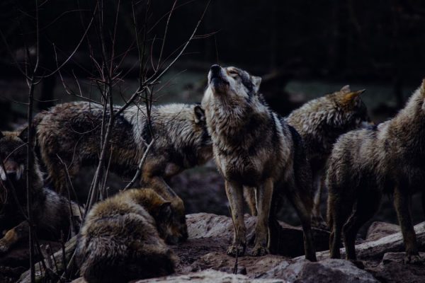 Die Wolfsstunde: Jede Nacht zwischen 2 und 3 Uhr aufwachen