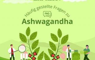 Superfood Schlafbeere Ashwagandha - eine natürliche Alternative zu Schlafmitteln