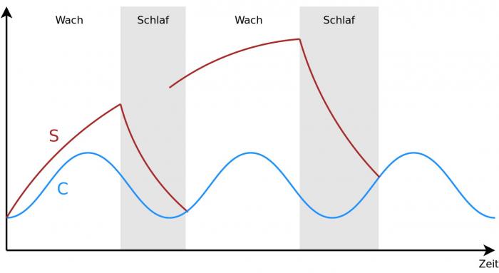 Zwei-Prozess-Modell der Schlafregulation